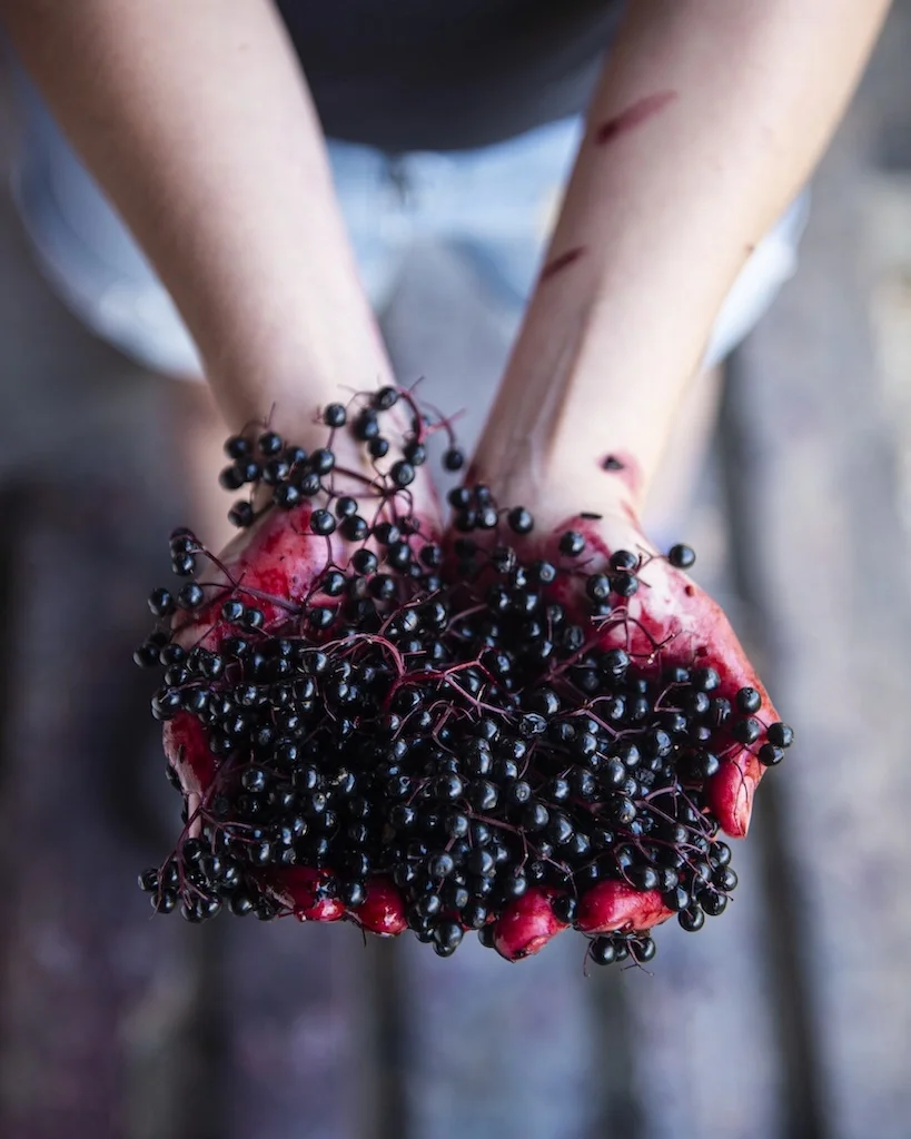 Elderberries held in hands