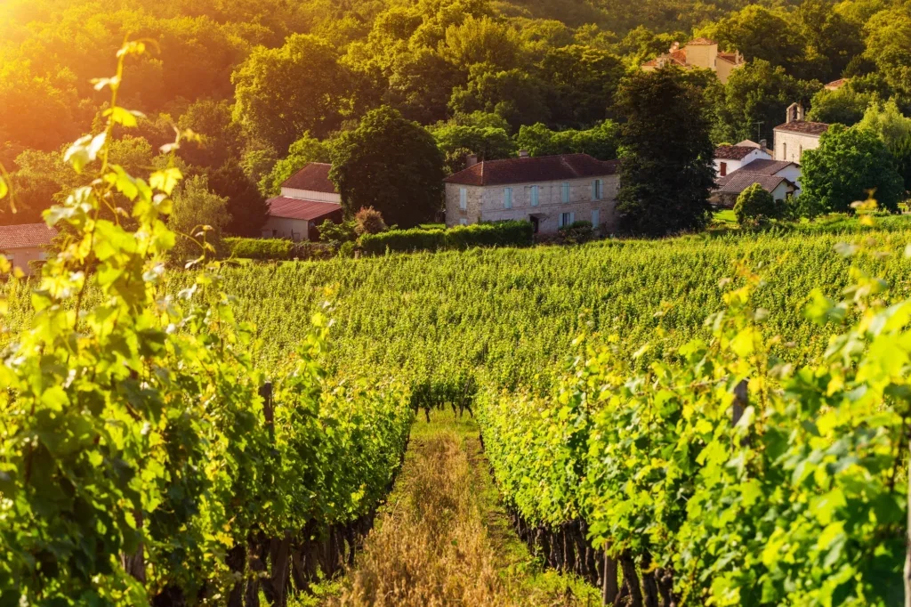 vineyard in armagnac