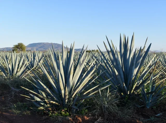 Why I Wrote an Entire Book on Tequila