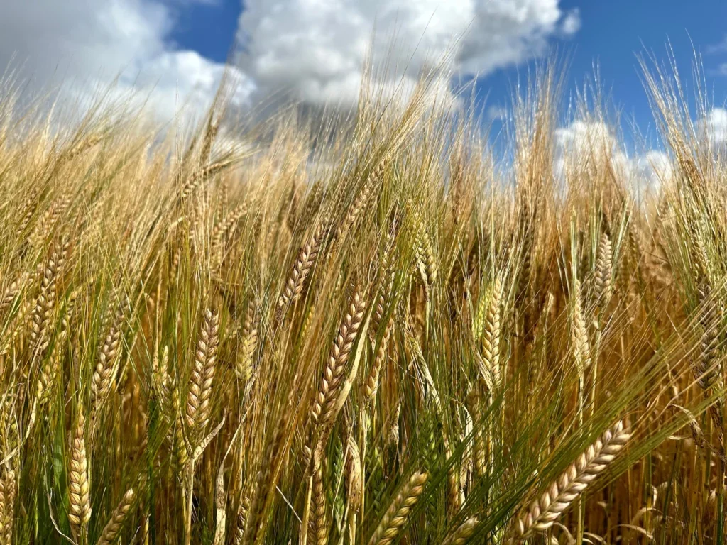 Barley